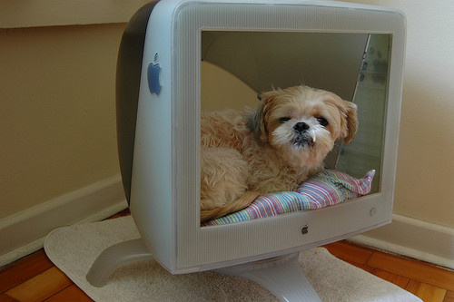 Yup old monitors could be recycled to a cosy puppy bed